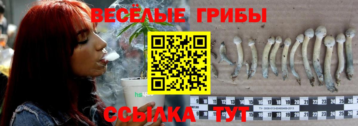 Псилоцибиновые грибы GOLDEN TEACHER Казань
